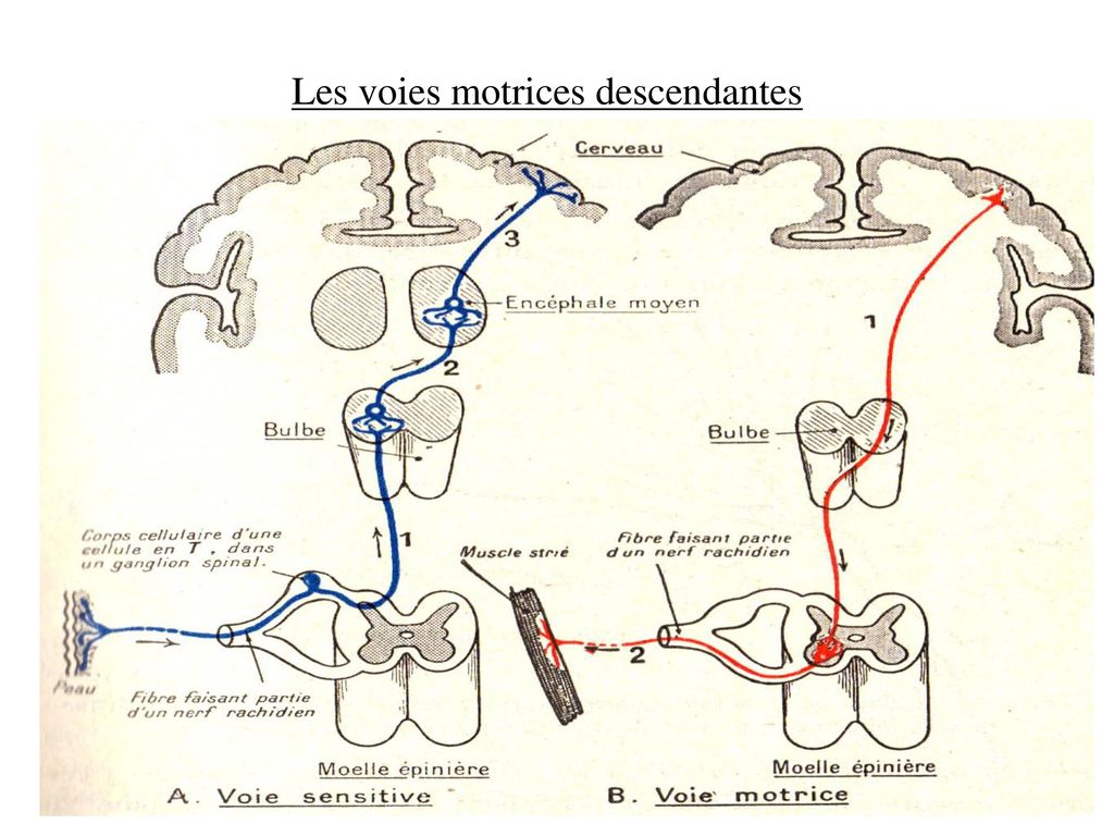 Enregistrement Du Reflexe Myotatique Pour Une Meme Intensite De Stimulation Ppt Telecharger