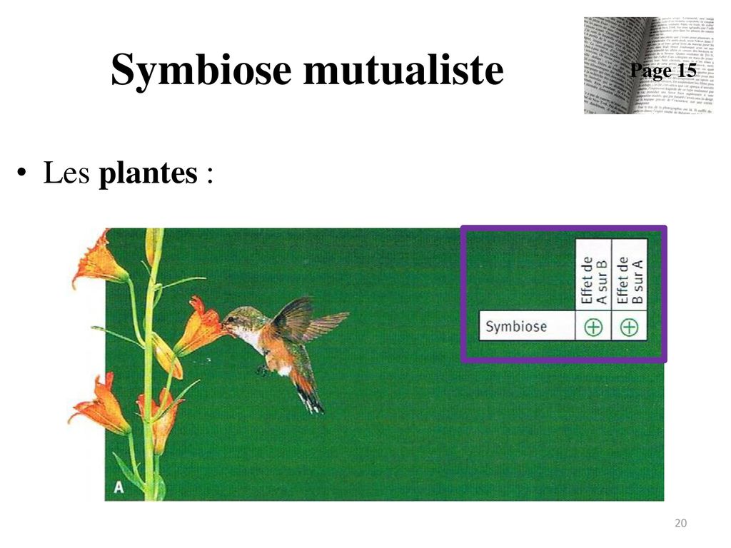 Symbiose mutualiste Page 15 Les plantes :