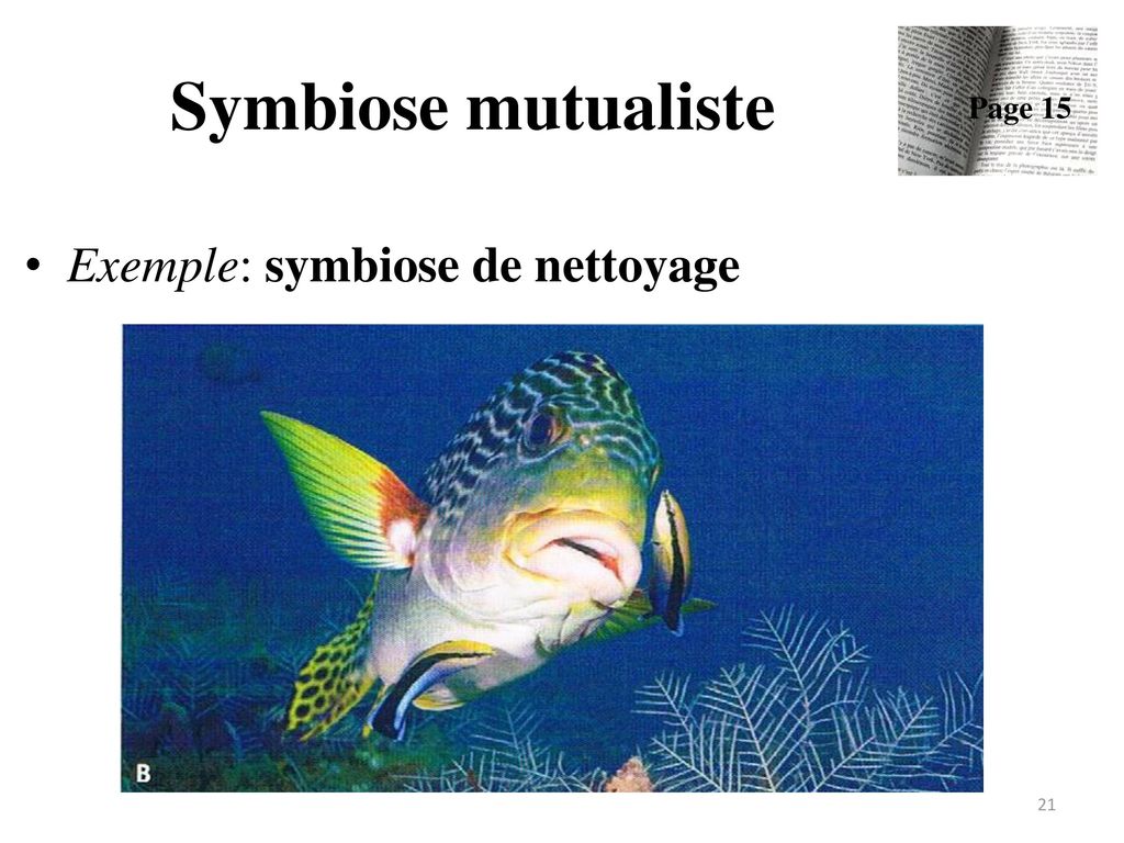 Symbiose mutualiste Page 15 Exemple: symbiose de nettoyage