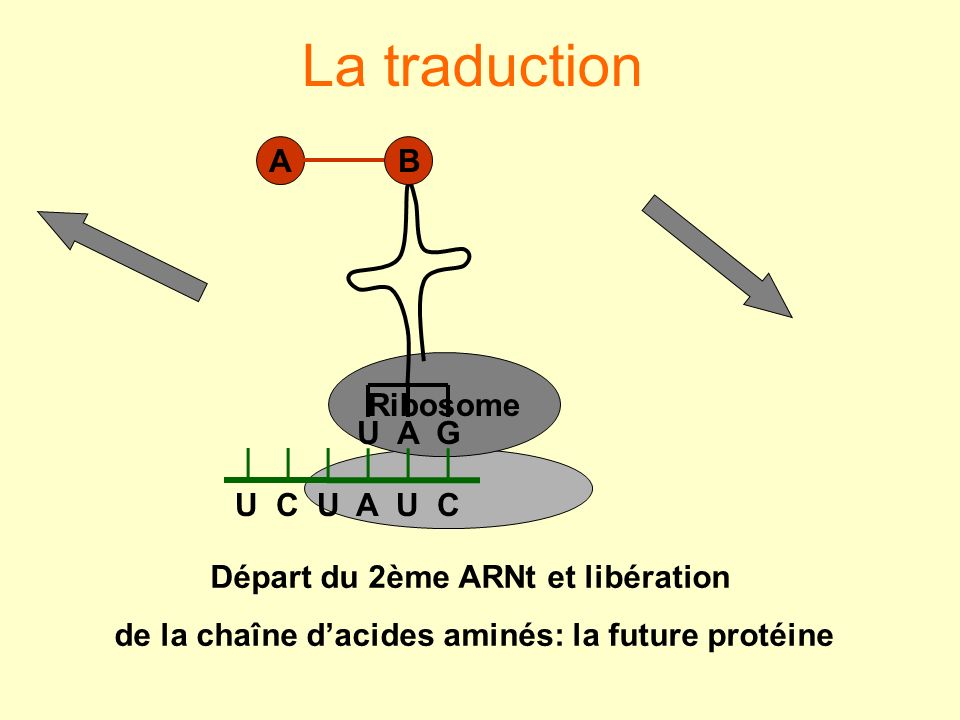 La traduction U C U A U C U A G B A Départ du 2ème ARNt et libération