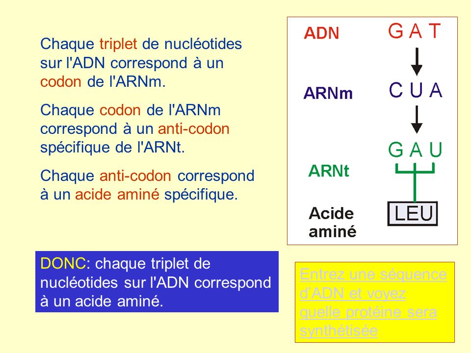 Chaque triplet de nucléotides sur l ADN correspond à un codon de l ARNm.