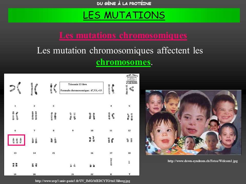 Les mutations chromosomiques