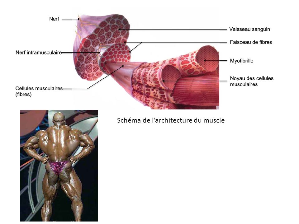 Schéma de l’architecture du muscle