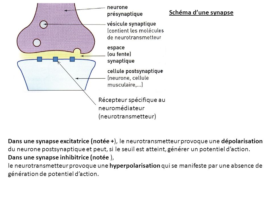 Schéma d’une synapse Récepteur spécifique au neuromédiateur (neurotransmetteur)