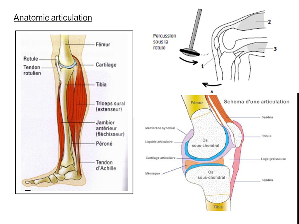 Anatomie articulation