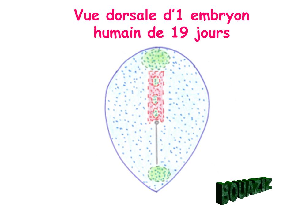 Vue dorsale d’1 embryon humain de 19 jours