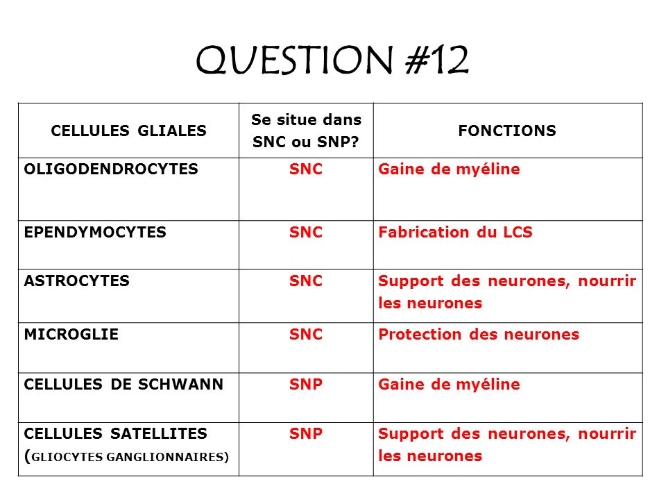 QUESTION #12 CELLULES GLIALES Se situe dans SNC ou SNP FONCTIONS