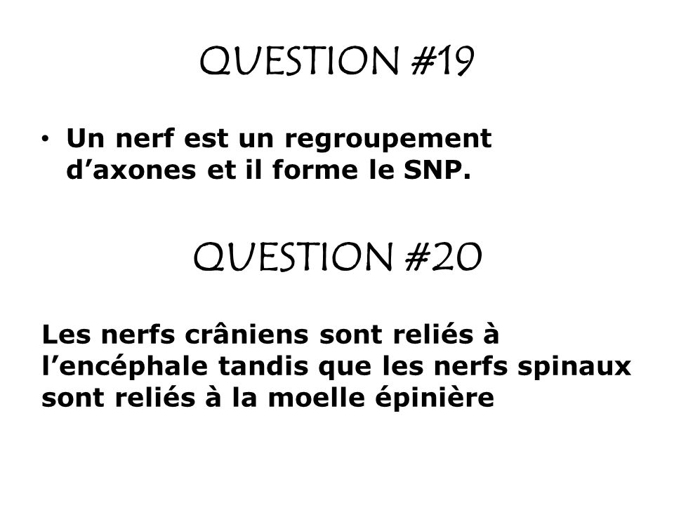 QUESTION #19 Un nerf est un regroupement d’axones et il forme le SNP. QUESTION #20.