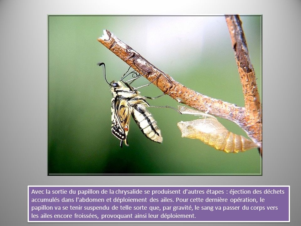 Avec la sortie du papillon de la chrysalide se produisent d autres étapes : éjection des déchets accumulés dans l abdomen et déploiement des ailes.