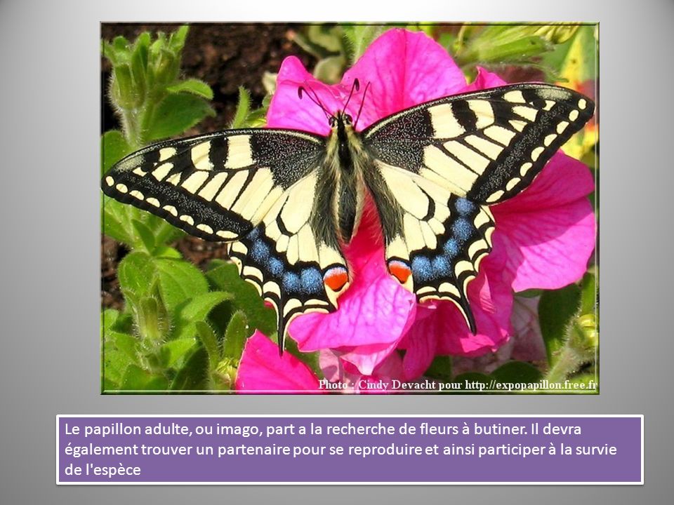 Le papillon adulte, ou imago, part a la recherche de fleurs à butiner