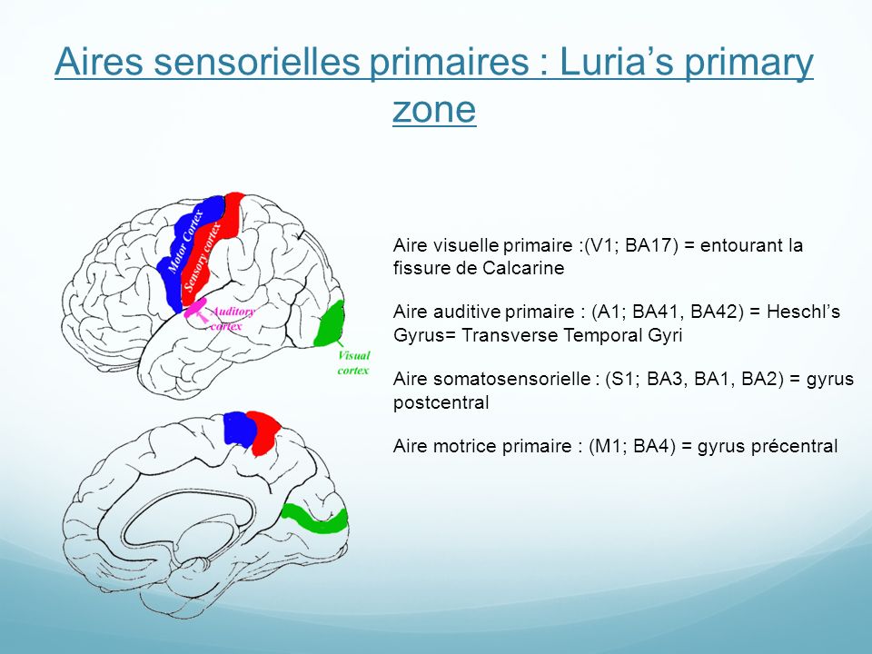 Aires sensorielles primaires : Luria’s primary zone