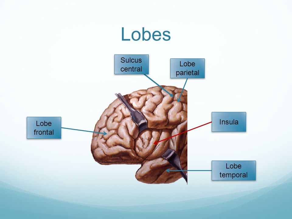 Lobes Sulcus central Lobe parietal Insula Lobe frontal Lobe temporal