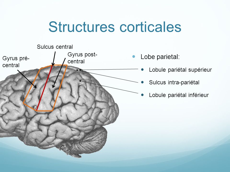 Structures corticales