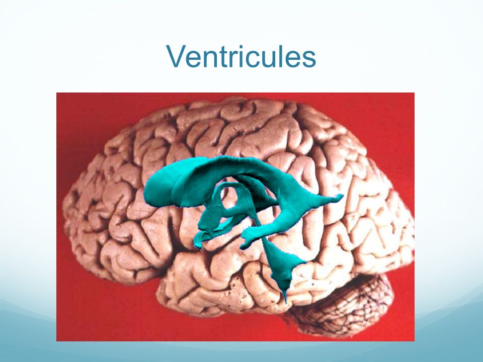 Ventricules