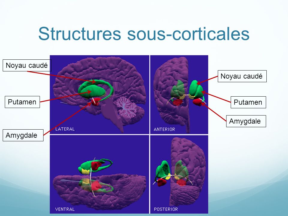 Structures sous-corticales