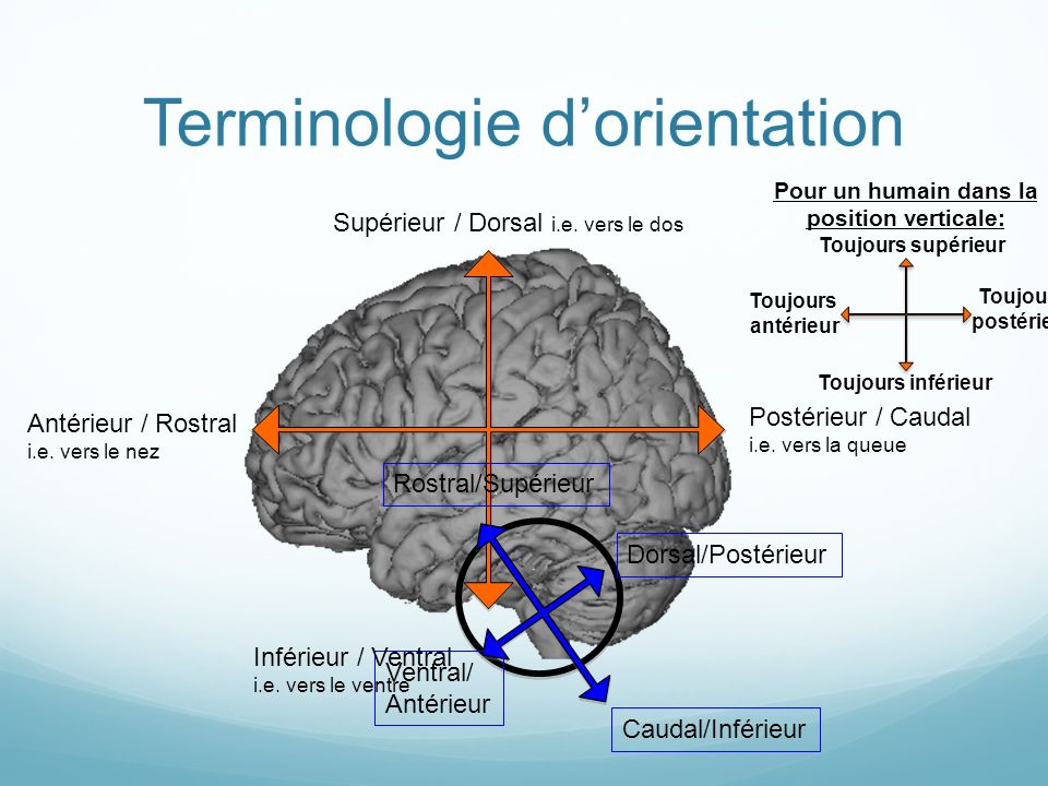 Terminologie d’orientation