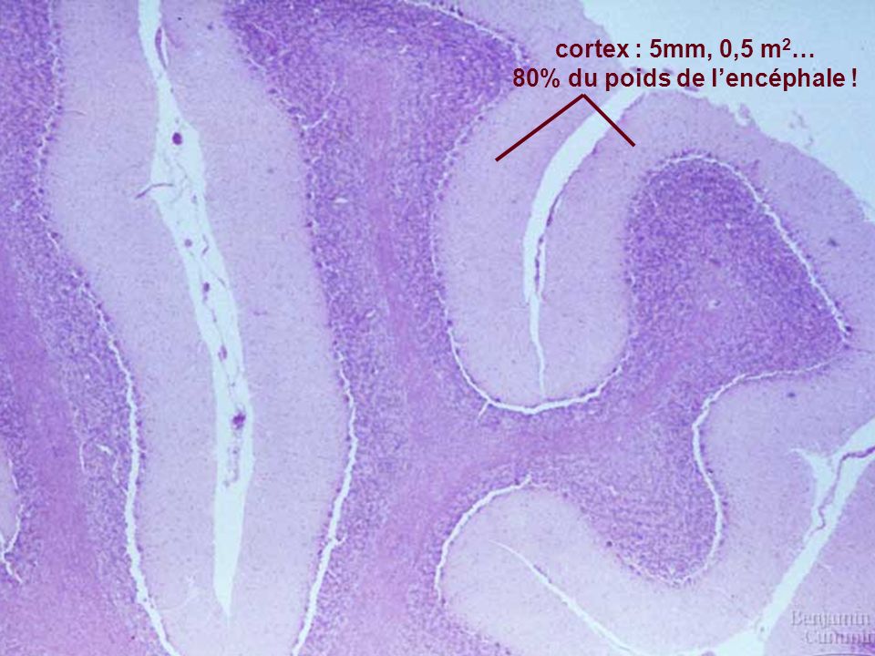 cortex : 5mm, 0,5 m2… 80% du poids de l’encéphale !