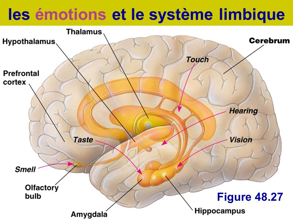 les émotions et le système limbique