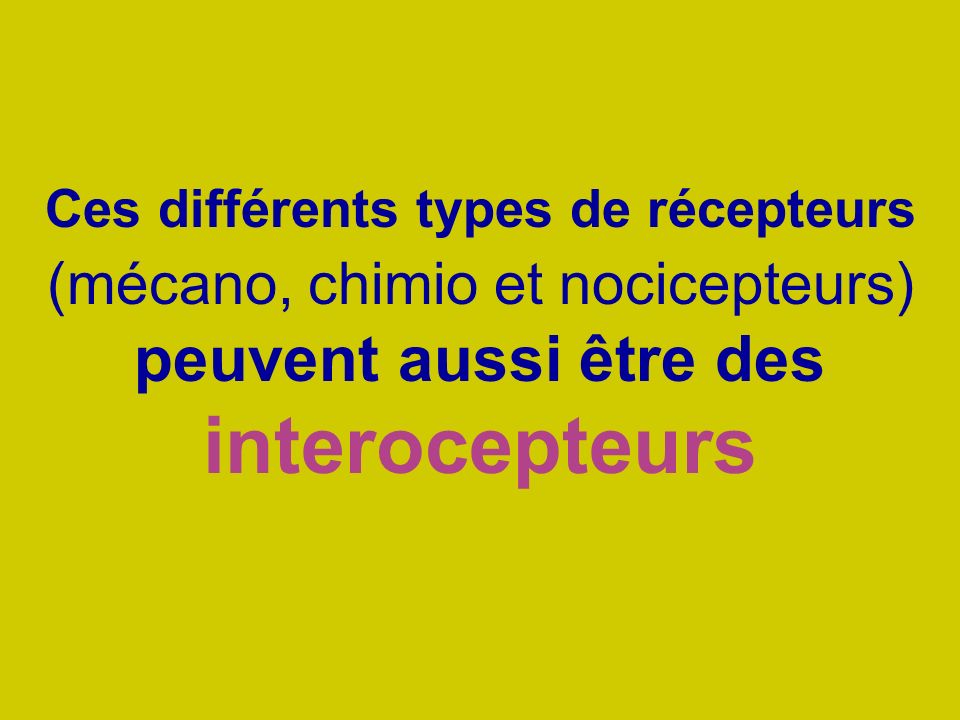 Ces différents types de récepteurs (mécano, chimio et nocicepteurs) peuvent aussi être des interocepteurs