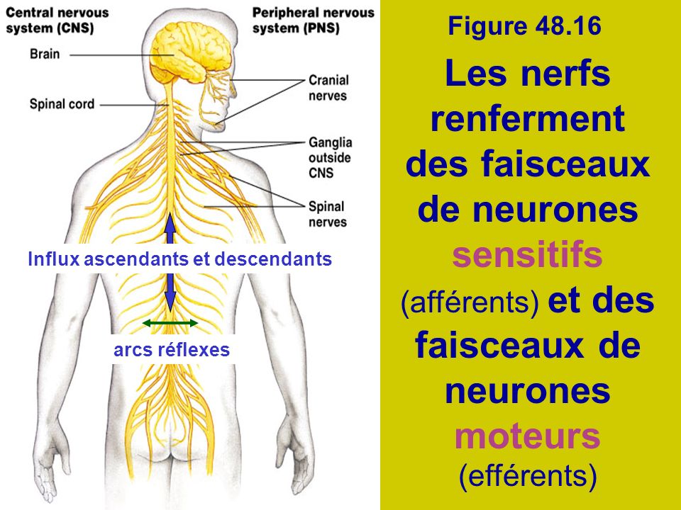 Figure Les nerfs renferment des faisceaux de neurones sensitifs (afférents) et des faisceaux de neurones moteurs (efférents)