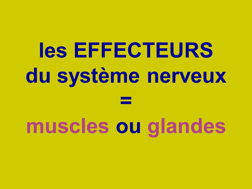 les EFFECTEURS du système nerveux = muscles ou glandes