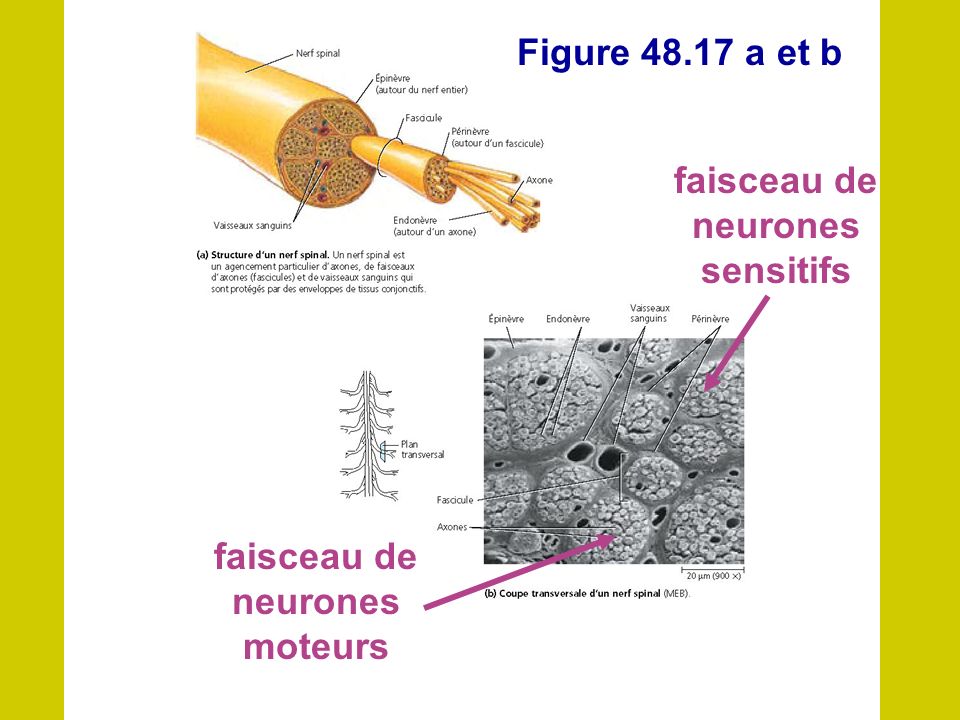 faisceau de neurones sensitifs faisceau de neurones moteurs