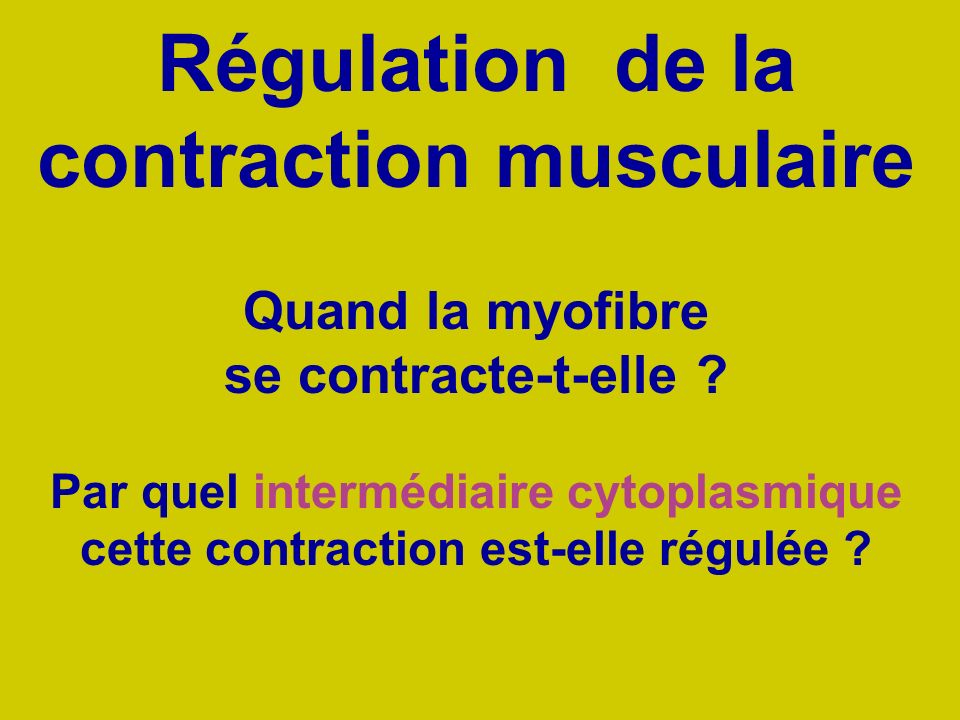 Régulation de la contraction musculaire