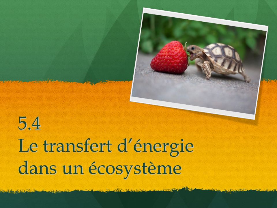 5.4 Le transfert d’énergie dans un écosystème