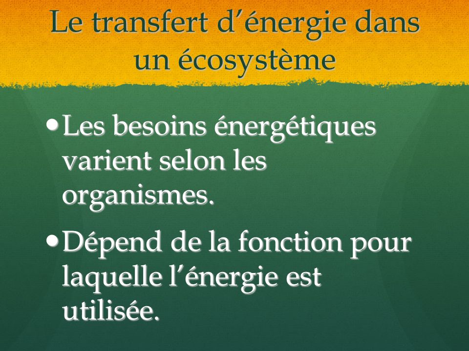 Le transfert d’énergie dans un écosystème
