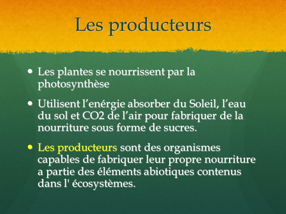 Les producteurs Les plantes se nourrissent par la photosynthèse