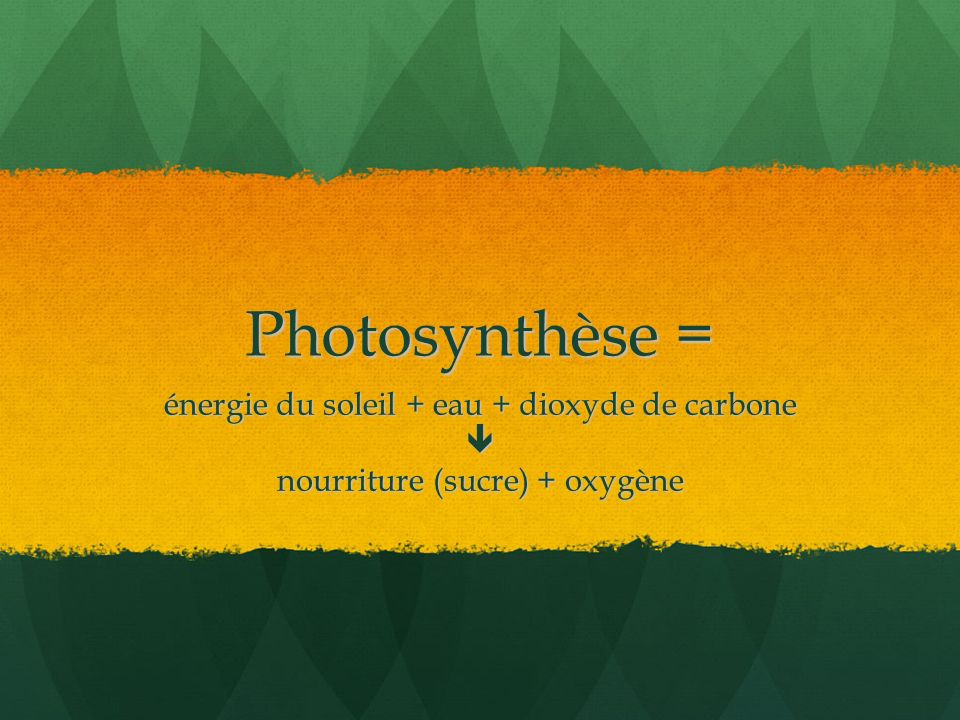 Photosynthèse = énergie du soleil + eau + dioxyde de carbone 