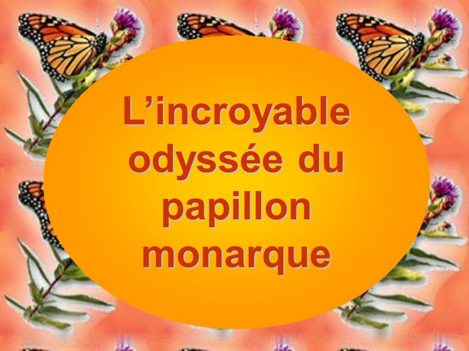 L’incroyable odyssée du papillon monarque