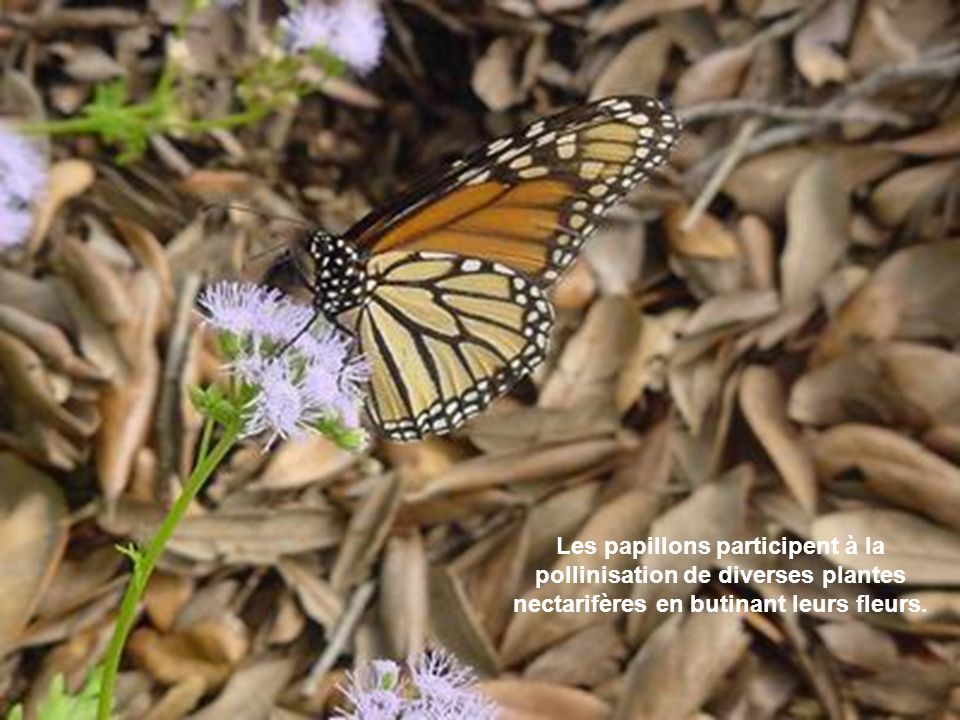 OK Les papillons participent à la pollinisation de diverses plantes nectarifères en butinant leurs fleurs.