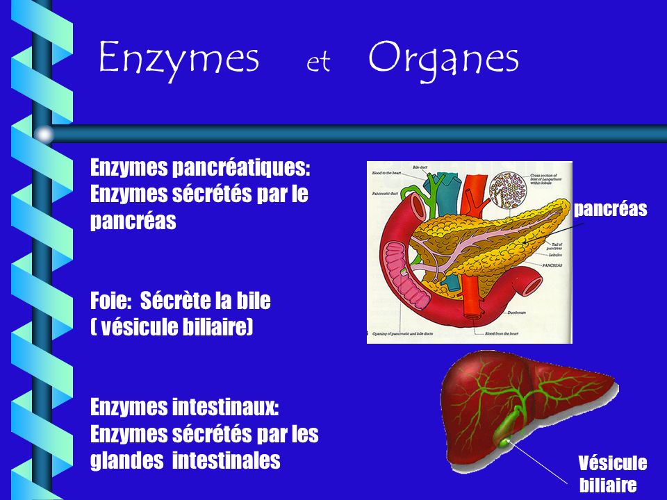 Enzymes et Organes Enzymes pancréatiques: