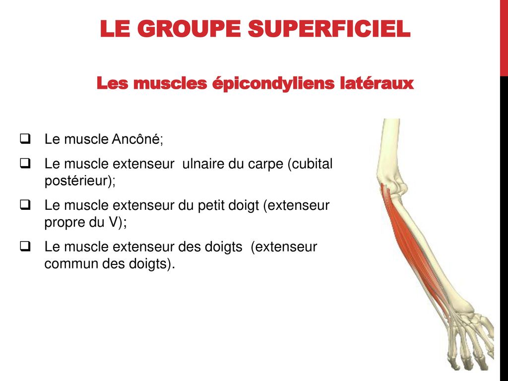 Muscle extenseur propre de l'index [Anatomie] 