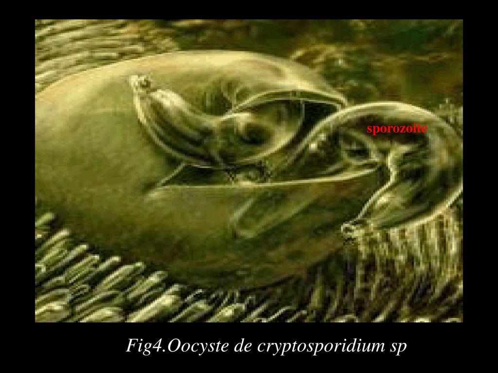 Fig4.Oocyste de cryptosporidium sp