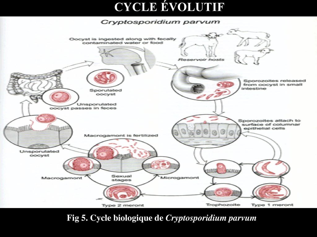 CYCLE ÉVOLUTIF Fig 5. Cycle biologique de Cryptosporidium parvum