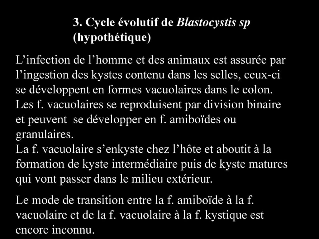 3. Cycle évolutif de Blastocystis sp (hypothétique)