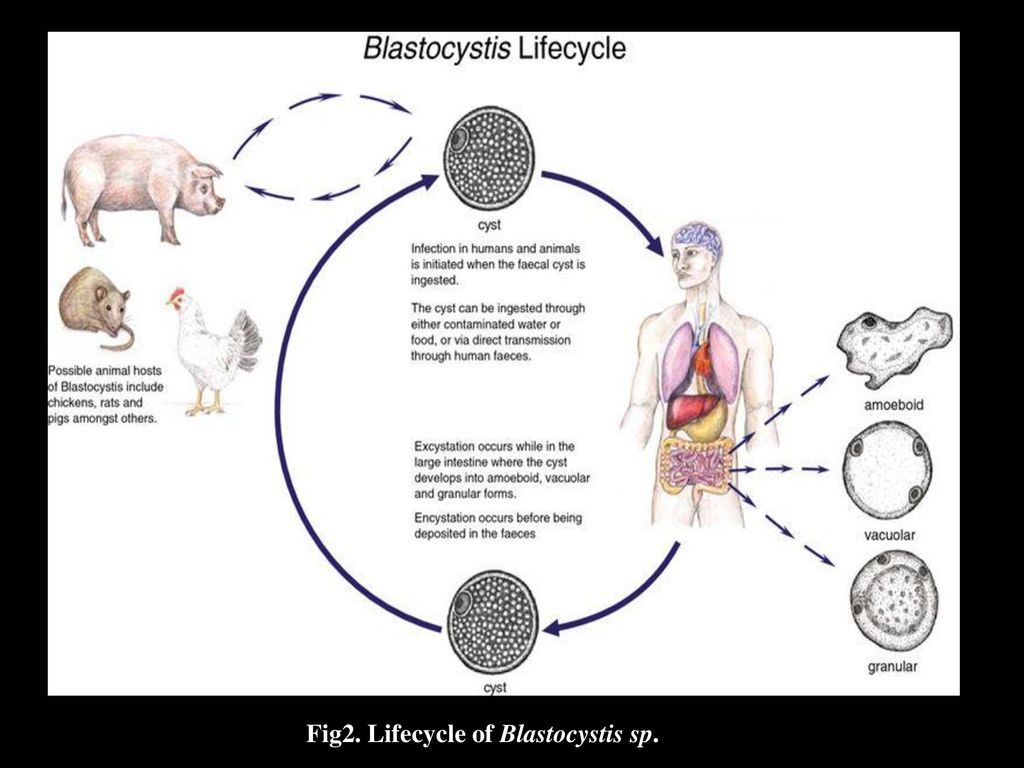 Fig2. Lifecycle of Blastocystis sp.