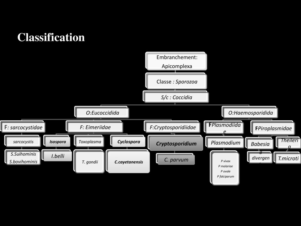 Classification F: sarcocystidae FPlasmodiidae Embranchement: