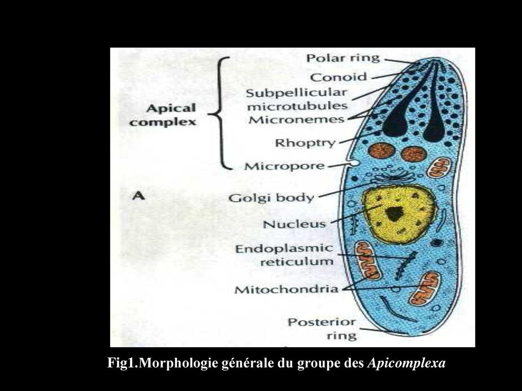 Fig1.Morphologie générale du groupe des Apicomplexa