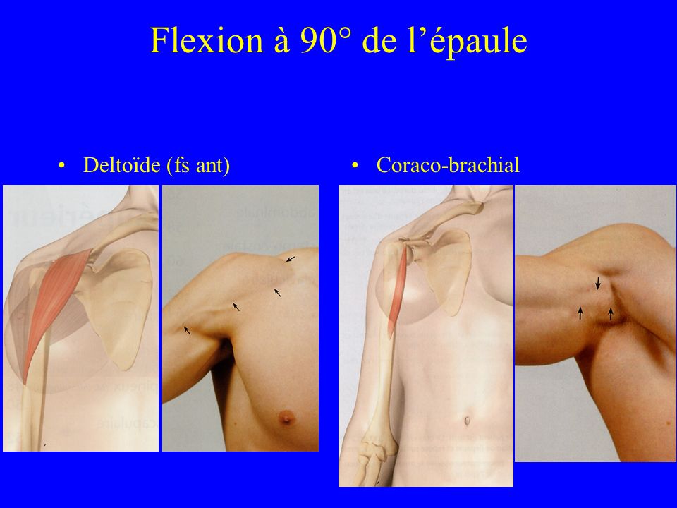 Flexion à 90° de l’épaule Deltoïde (fs ant) Coraco-brachial