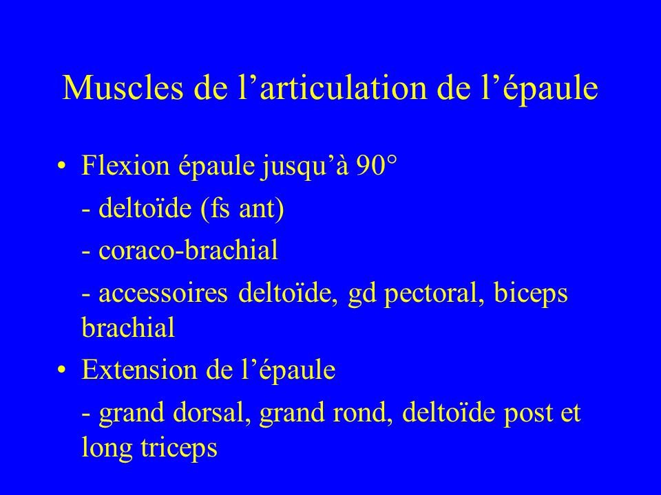 Muscles de l’articulation de l’épaule