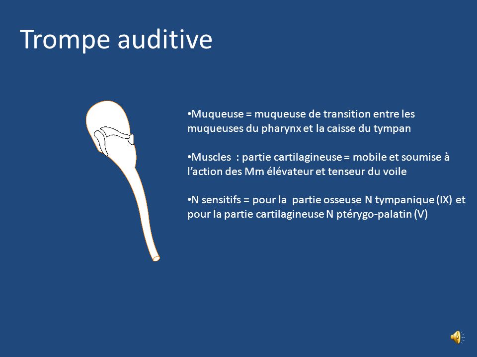 Trompe auditive Muqueuse = muqueuse de transition entre les muqueuses du pharynx et la caisse du tympan.