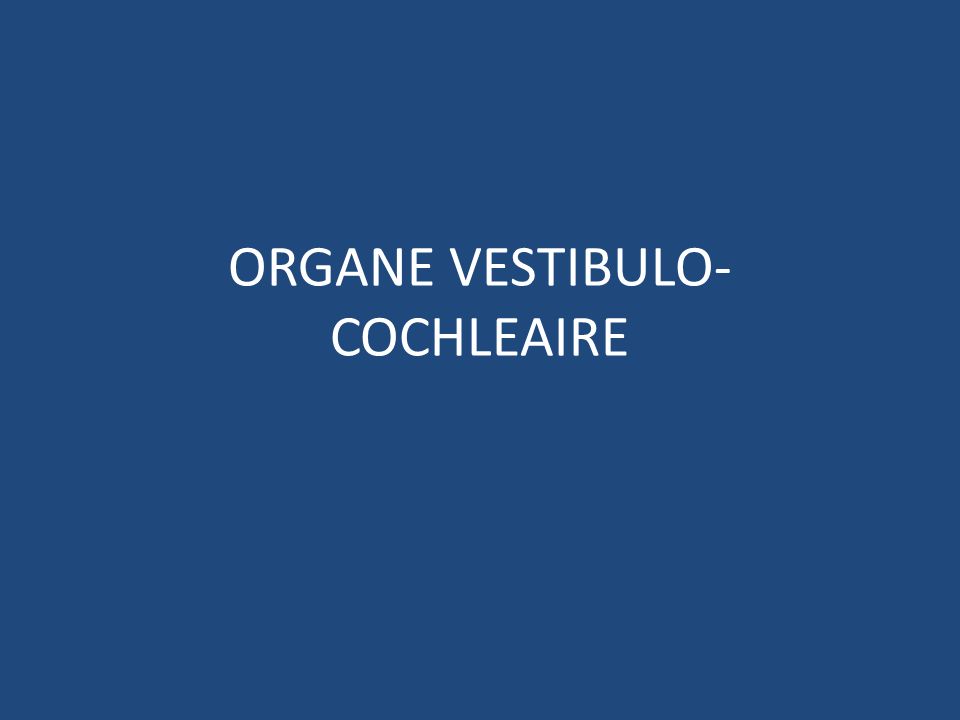 ORGANE VESTIBULO-COCHLEAIRE