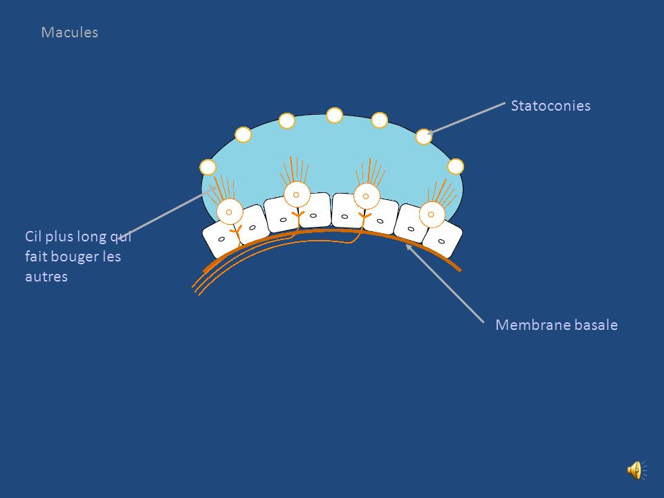 Macules Statoconies Cil plus long qui fait bouger les autres Membrane basale