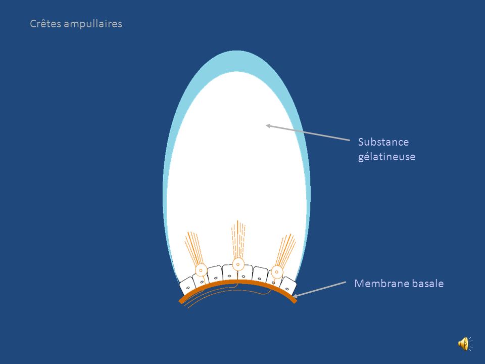 Crêtes ampullaires Substance gélatineuse Membrane basale