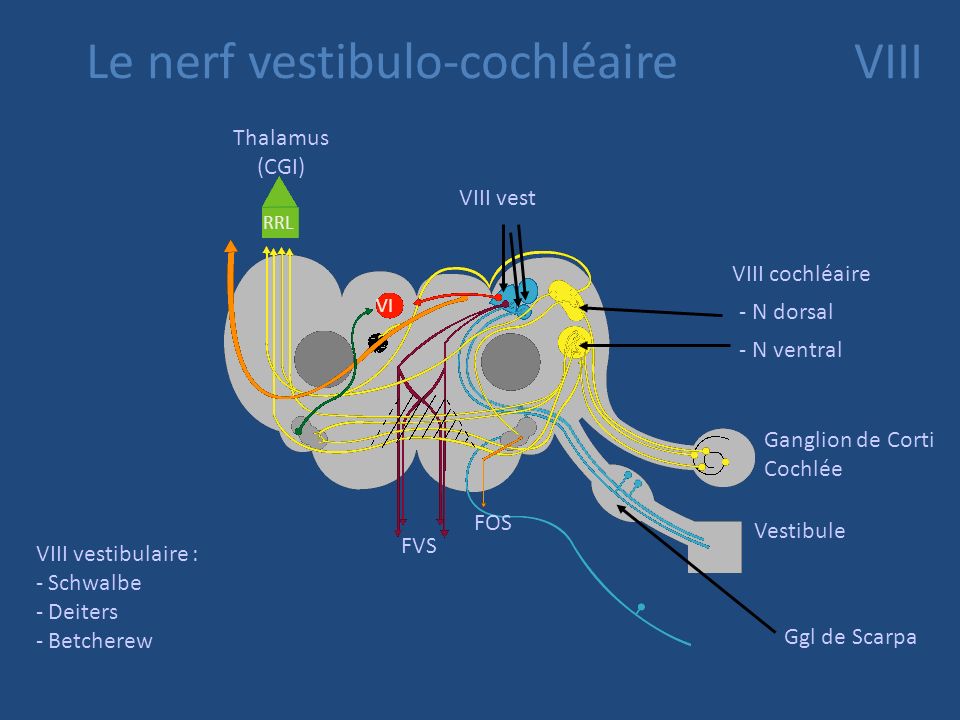 Le nerf vestibulo-cochléaire VIII
