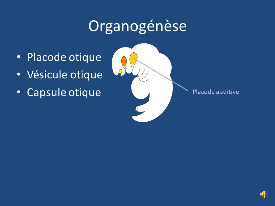 Organogénèse Placode otique Vésicule otique Capsule otique