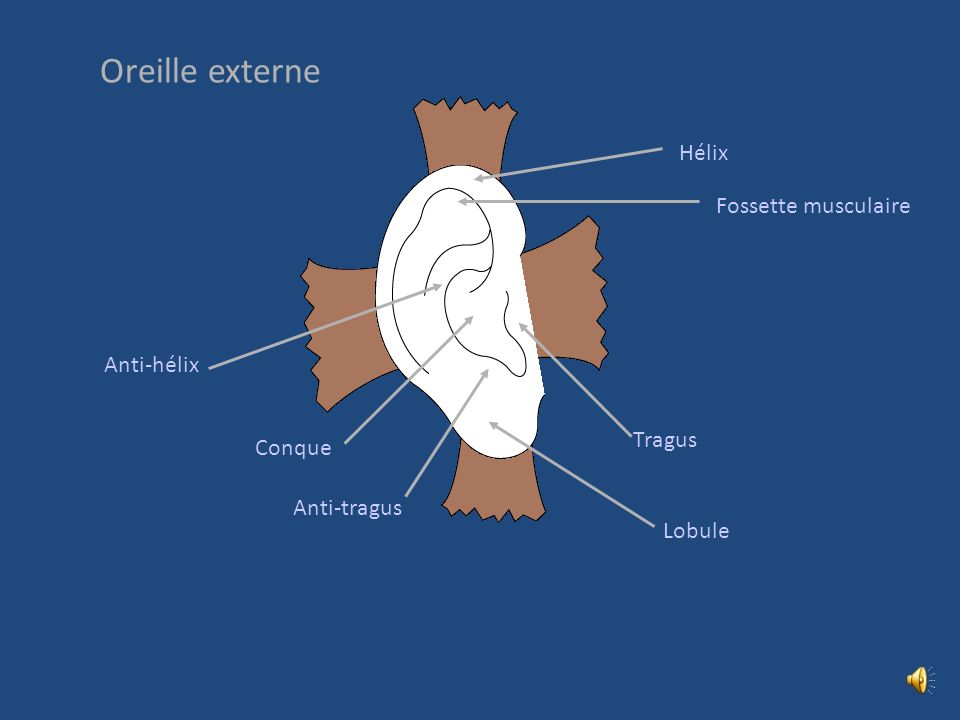 Oreille externe Hélix Fossette musculaire Anti-hélix Tragus Conque